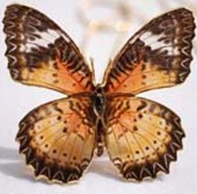 REAL BUTTERFLY JEWELLERY